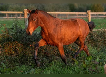 PRE, Mare, Foal (09/2024), 15,2 hh, Brown