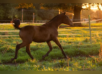 PRE, Mare, Foal (09/2024), 15,2 hh, Brown