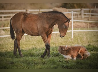 PRE, Mare, Foal (09/2024), 15,2 hh, Brown