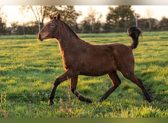 PRE, Mare, Foal (09/2024), 15,2 hh, Brown