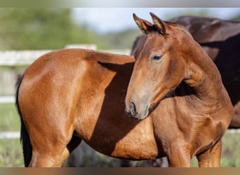 PRE, Mare, Foal (09/2024), 15,2 hh, Brown