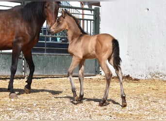 PRE, Mare, Foal (03/2026), 15.2 hh, Dun