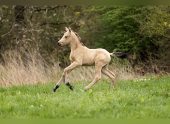 PRE, Mare, Foal (04/2026), 15.2 hh, Dun