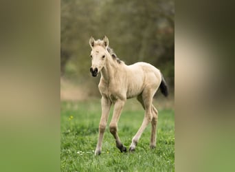 PRE, Mare, Foal (04/2026), 15.2 hh, Dun