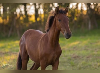 PRE, Mare, Foal (04/2023), 15.2 hh, Gray