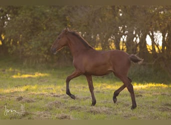 PRE, Mare, Foal (04/2023), 15.2 hh, Gray