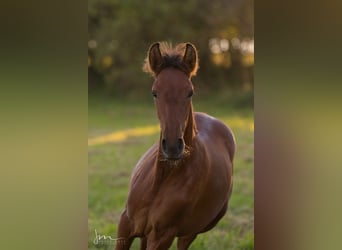 PRE, Mare, Foal (04/2023), 15.2 hh, Gray