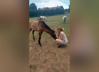 PRE, Mare, Foal (05/2026), 15.2 hh, Grey