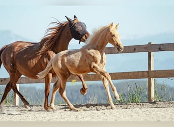 PRE, Mare, Foal (04/2026), 15.2 hh, Palomino