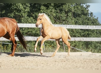 PRE, Mare, Foal (04/2026), 15.2 hh, Palomino