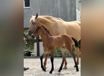 PRE, Mare, Foal (06/2025), 15.2 hh, Pearl