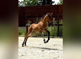 PRE, Mare, Foal (06/2025), 15.2 hh, Pearl
