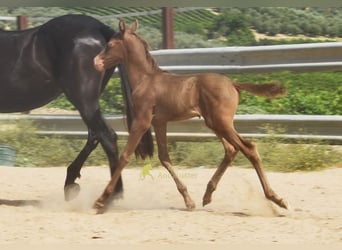 PRE, Mare, Foal (05/2026), 15.2 hh, Pearl