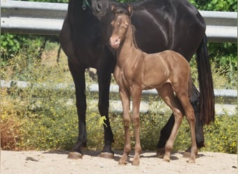 PRE, Mare, Foal (05/2026), 15.2 hh, Pearl