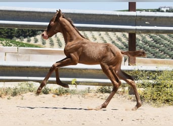 PRE, Mare, Foal (05/2026), 15.2 hh, Pearl