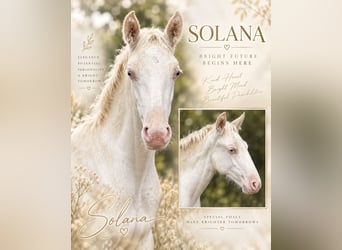 PRE, Mare, Foal (05/2026), 15.2 hh, Perlino