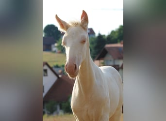 PRE, Mare, Foal (05/2026), 15.2 hh, Perlino