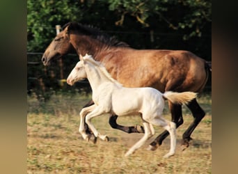 PRE, Mare, Foal (05/2026), 15.2 hh, Perlino