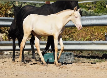 PRE, Mare, Foal (04/2024), 15,2 hh, Perlino