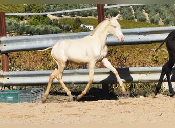 PRE, Mare, Foal (04/2024), 15,2 hh, Perlino