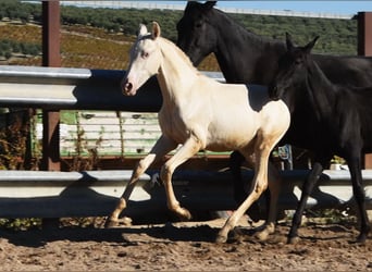 PRE, Mare, Foal (04/2024), 15,2 hh, Perlino