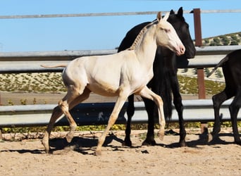 PRE, Mare, Foal (04/2024), 15,2 hh, Perlino