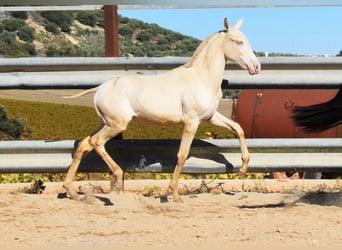 PRE, Mare, Foal (04/2024), 15,2 hh, Perlino