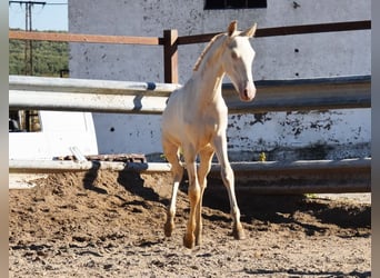 PRE, Mare, Foal (04/2024), 15,2 hh, Perlino