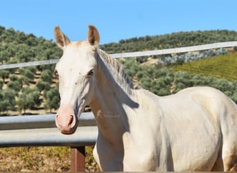 PRE, Mare, Foal (04/2024), 15,2 hh, Perlino