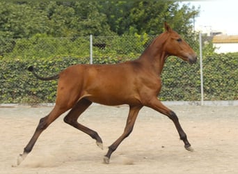 PRE, Mare, Foal (09/2026), 15.3 hh, Brown