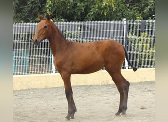 PRE, Mare, Foal (09/2026), 15.3 hh, Brown