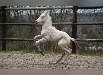 PRE, Mare, Foal (03/2026), 15.3 hh, Pearl