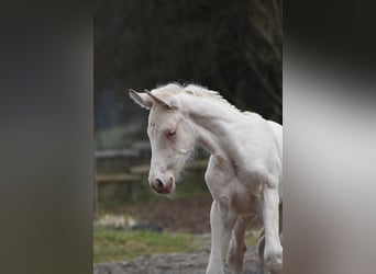 PRE, Mare, Foal (03/2026), 15.3 hh, Pearl