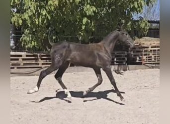 PRE Mix, Mare, Foal (01/2025), 15,2 hh, Black