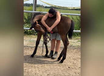 PRE, Mare, Foal (06/2025), 15,2 hh, Brown