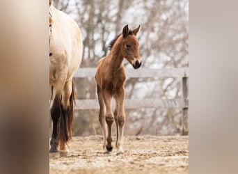 PRE, Mare, Foal (02/2026), 15,2 hh, Brown