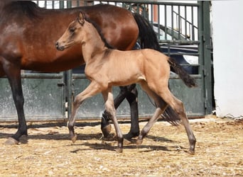 PRE, Mare, Foal (03/2026), 15,2 hh, Dun