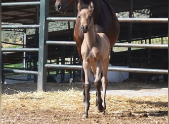 PRE, Mare, Foal (03/2026), 15,2 hh, Dun