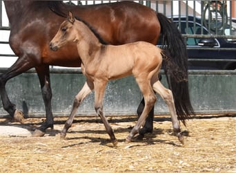 PRE, Mare, Foal (03/2026), 15,2 hh, Dun