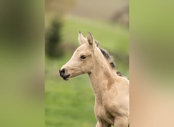 PRE, Mare, Foal (04/2026), 15,2 hh, Dun