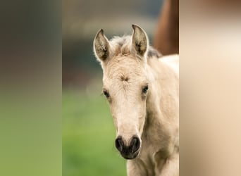 PRE, Mare, Foal (04/2026), 15,2 hh, Dun