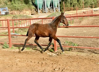 PRE, Mare, Foal (08/2025), 16.1 hh, Brown
