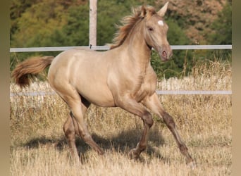 PRE, Mare, Foal (04/2026), 16.1 hh, Pearl