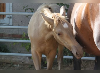 PRE, Mare, Foal (04/2026), 16.1 hh, Pearl