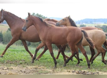 PRE, Mare, Foal (03/2024), 16,2 hh, Brown