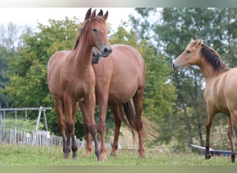 PRE, Mare, Foal (03/2024), 16,2 hh, Brown