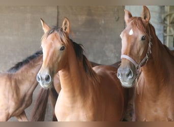 PRE, Mare, Foal (03/2024), 16,2 hh, Brown