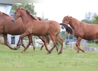 PRE, Mare, Foal (03/2024), 16,2 hh, Brown