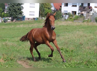 PRE, Mare, Foal (03/2024), 16,2 hh, Brown