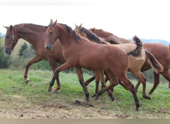 PRE, Mare, Foal (03/2024), 16,2 hh, Brown